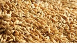 jeczmien-ziarno-25kg-polska