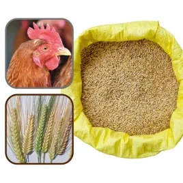 jeczmien-dla-kur-golebi-ziarna-pasza-karma-suchy-20kg