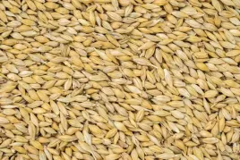 karma-jeczmien-pasza-cale-ziarno-karma-dla-kur-golebi-koni-cielat-25-kg