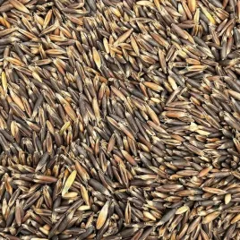 20kg-owies-czarny-paszowy-dla-kur-koni-krolikow-ptakow