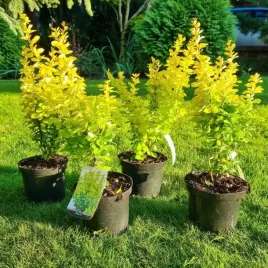 berberys-maria-zlocisto-cytrynowy-c2-40cm-polska-odmiana-xxl-real-foto