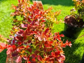 berberys-admiration-karlowy-niski-c2-xl-20-30cm-prawdziwe-zdjecia-gesty