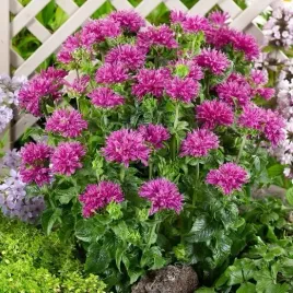 pysznoglowka-niska-odmiana-rozowa-monarda-duze-sadzonki-15-l