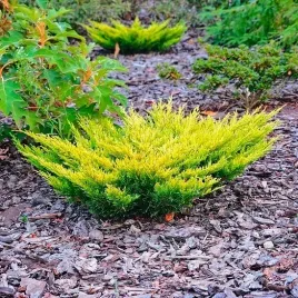 zloty-jalowiec-plozacy-limeglow-realne-zdjecia