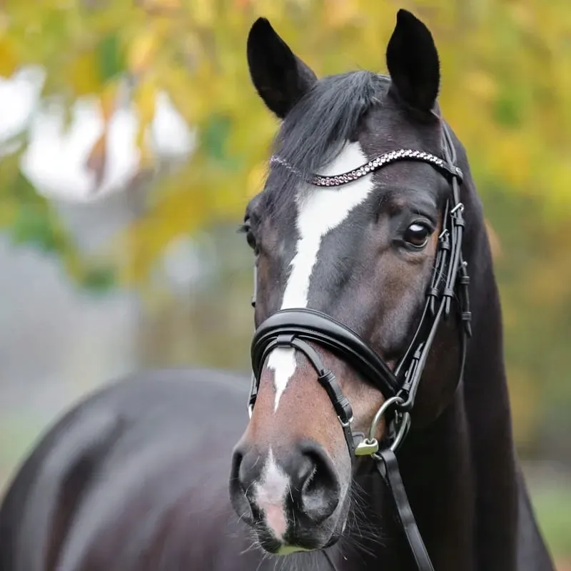 naczolek-kavalkade-sparkle-2-cob-stan-nowy