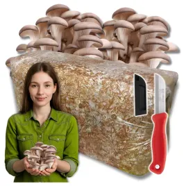 boczniak-ostrygowaty-grzybnia-balot-15kg-uprawa-w-domu-szybki-plon-gratis