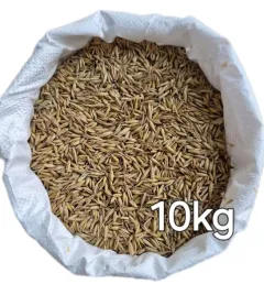 owies-10kg-zbior-2025r-karma-dla-koni-krolikow-gesi-kaczek