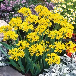 allium-moly-czosnek-ozdobny-zlocisty-cebulki-10-szt-czosnki-zolty-cebule