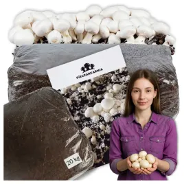 pieczarka-biala-zestaw-do-uprawy-balot-20kg-3-faza-grzybnia-podloze-zbadane