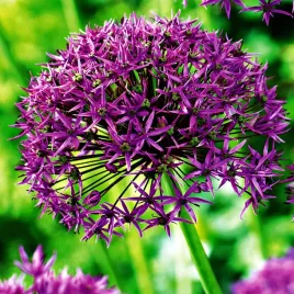 allium-czosnek-ozdobny-violet-beauty-1-szt-czosnki-ozdobne