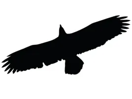naklejka-ptaka-odstraszacz-ptakow-l50-bardzo-duza