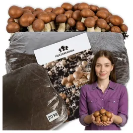 pieczarka-brazowa-grzybnia-zestaw-do-uprawy-balot-20kg-3-faza-podloze