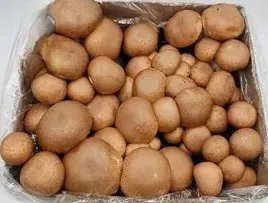grzybnia-pieczarki-brazowej-balot-20kg-zestaw-3faza-torf-9kg-instrukcja