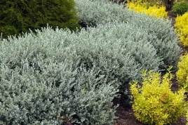 p11-wierzba-plozaca-salix-argentea-miododajna-okrywowa