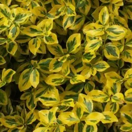 p9-trzmielina-euonymus-emeralden-emeralden-gold