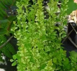 p9-berberys-thunberga-powwow-5-10-cm-miniaturowy-krzew-pstry-miododajny