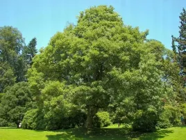 p9-klon-jawor-acer-pseudoplatanus