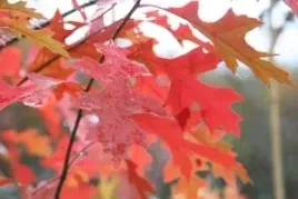 p11-dab-blotny-quercus-palustris-czerwony-jesienia