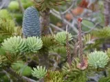 p9-jodla-balsamiczna-abies-balsamea