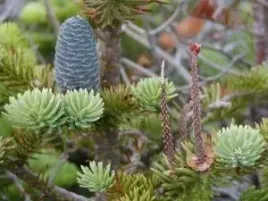 p9-jodla-balsamiczna-abies-balsamea