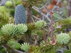 p9-jodla-balsamiczna-abies-balsamea
