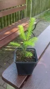 p9-jodla-balsamiczna-abies-balsamea-roslina-w-postaci-sadzonka-w-pojemniku-05-1l