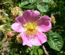 p11-roza-dzika-rdzawa-rosa-rubiginosa