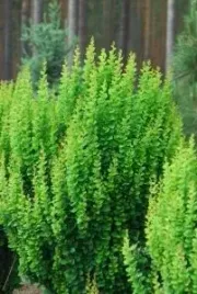 p9-berberys-thunberga-erecta-10-20-cm-zielony-kolumnowy-zywoplot-miododajny