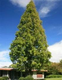 p9-relikt-starozytnosci-metasekwoja-chinska-80-120-cm