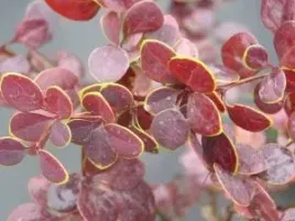 p9-berberys-thunberga-golden-ring-5-15-cm-ladny-krzew-zywoplot-miododajny