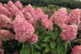 c2-hortensja-magical-candle-hydrangea-paniculata-wielobarwna