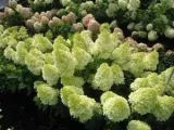 c2-hortensja-magical-candle-hydrangea-paniculata-wielobarwna-rodzaj-rosliny-inny