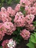 c2-hortensja-magical-candle-hydrangea-paniculata-wielobarwna-roslina-w-postaci-sadzonka-w-pojemniku-2-3l