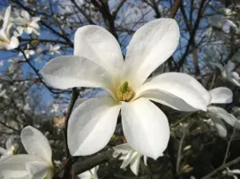 p9-magnolia-japonska-bialokwiatowa