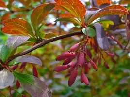 p9-berberys-vulgaris-atropurpurea