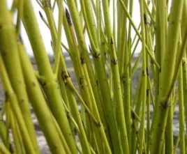 p9-deren-flaviramea-zolte-pedy