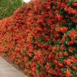 gk-ognik-szkarlatny-red-column-pyracantha-zimozielony-czerwone-korale