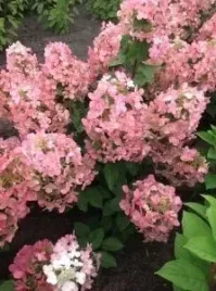 c2-hortensja-bukietowa-magical-candle-hydrangea-paniculata-wielo-kolorowa