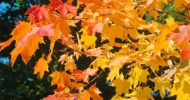 c2-klon-zwyczajny-acer-platanoides-kolorowy-akcent-jesieni-130-150-cm