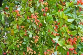 p9-berberys-vulgaris-zielony