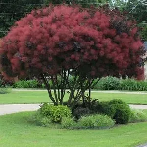 c2-perukowiec-royal-purple