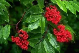 p11-bez-koralowy-sambucus-racemosa-czerwone-owoce-bogaty-w-witamine-c