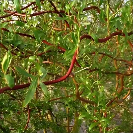 gk-wierzba-mandzurska-120-140-cm-miododajna-szybko-rosnaca-na-szpaler