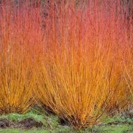 p11-dekoracyjny-krzew-wierzba-yellow-flame-do-ogrodu-na-zywoplot-miododajny