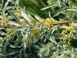 p11-oliwnik-waskolistny-miododajny