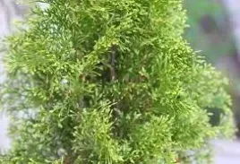 p9-thuja-tuja-szmaragd-light-10-20-cm