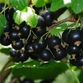 p11-sadzonka-porzeczka-czarna-titania-plenna-20-30-cm