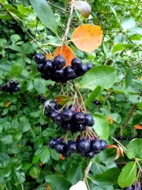 p11-aronia-melanocarpa-80-120-cm-zdrowe-owoce