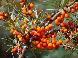 p9-rokitnik-pospolity-hippophae-rhamnoides
