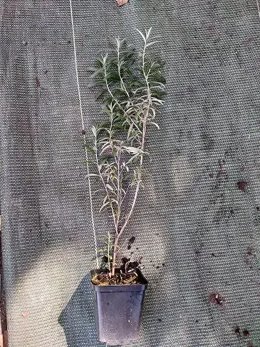 p9-rokitnik-pospolity-hippophae-rhamnoides-kod-produktu-gk-rokitnik-pospolity-hippopha